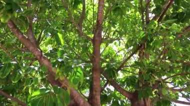 Playa del Carmen Quintana Roo Mexico 'da kocaman, güzel bir Banyan Ficus Benjamin Maxima incir ağacı..