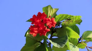 Ziricote Cordia Dodecandra portakal çiçekli çiçek ağacı plaj kordonu yeşil yapraklı mavi gökyüzü trompeti Playa del Carmen Mexico.
