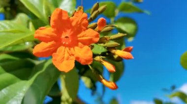 Ziricote Cordia Dodecandra portakal çiçekli çiçek ağacı plaj kordonu yeşil yapraklı mavi gökyüzü trompeti Playa del Carmen Mexico.