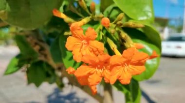 Ziricote Cordia Dodecandra portakal çiçekli çiçek ağacı plaj kordonu yeşil yapraklı mavi gökyüzü trompeti Playa del Carmen Mexico.
