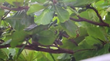 Meksika gri sincabı Playa del Carmen Quintana Roo Meksika 'daki ağaçta.