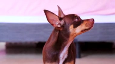 Playa del Carmen Meksika 'da kamerada sevimli ve sevimli görünürken Meksikalı kahverengi Rus teriyer köpeği portresi..