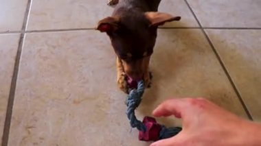 Oyuncak Rus teriyer köpeği Playa del Carmen Meksika 'da vahşi ve saldırgan oyuncaklarla oynar..