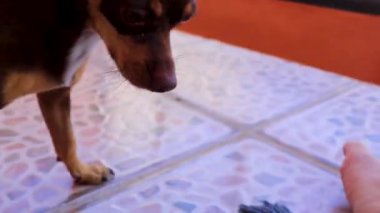Oyuncak Rus teriyer köpeği Playa del Carmen Meksika 'da vahşi ve saldırgan oyuncaklarla oynar..