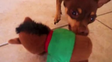 Oyuncak Rus teriyer köpeği Playa del Carmen Meksika 'da vahşi ve saldırgan oyuncaklarla oynar..