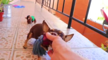 Oyuncak Rus teriyer köpeği Playa del Carmen Meksika 'da vahşi ve saldırgan oyuncaklarla oynar..