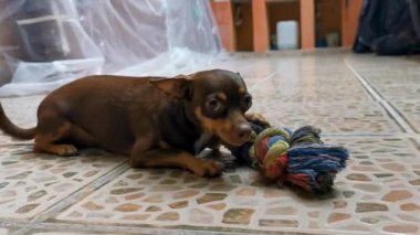 Playa del Carmen Meksika 'da bir oyuncakla sevimli ve sevimli görünürken Meksikalı kahverengi oyuncak Rus teriyer köpeğinin portresi..