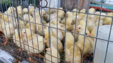 Playa del Carmen Quintana Roo Mexico 01. Eylül 2021 Playa del Carmen Quintana Roo Meksika 'da kafeste mahsur kalan küçük sarı piliçler..