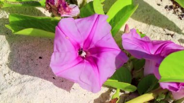 Bal arıları uçar ve pembe kumsala tırmanır çiçek açar ağaçta çiçek açar Playa del Carmen Meksika 'da yeşil yapraklarla.