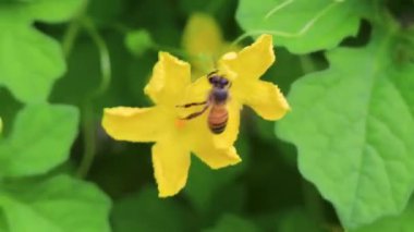 Bal arıları uçar ve sarı çiçeğe tırmanır. Çiçekler, ağaçta çiçek açar. Playa del Carmen Meksika 'da yeşil yapraklarla..