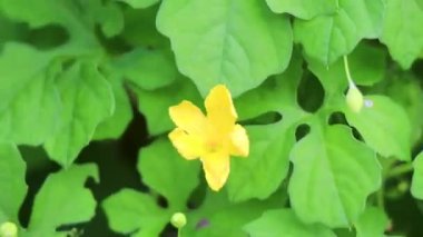 Bal arıları uçar ve sarı çiçeğe tırmanır. Çiçekler, ağaçta çiçek açar. Playa del Carmen Meksika 'da yeşil yapraklarla..