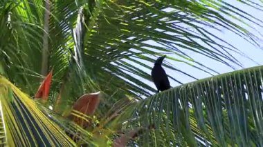 Büyük kuyruklu Grackle kuşu tropikal bir ağacın yapraklarına oturur..