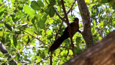 Büyük kuyruklu Grackle kuşu tropikal bir ağacın yapraklarına oturur..