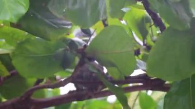 Meksika gri sincabı Playa del Carmen Quintana Roo Meksika 'daki ağaçta.