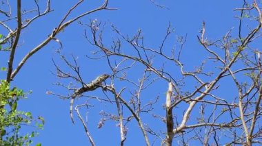 Bir Karayip iguana kertenkelesi Lacerta Viridis yarı yeşil yarı kahverengi kertenkele Playa del Carmen Quintana Roo Mexico 'da ağaç gövdesi ve taç üzerinde asılı ve tırmanıyor..