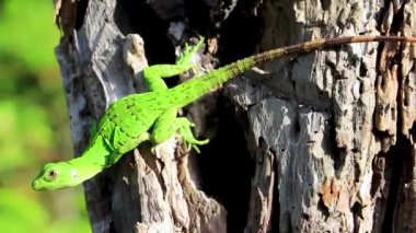 Playa del Carmen Quintana Roo Mexico 'da ağaç gövdesinde asılı duran ve tırmanan bir Karayip yeşil kertenkele sürüngen iguana Lacerta Viridis yarı yeşil kahverengi kertenkele..