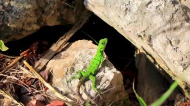 Playa del Carmen Quintana Roo Mexico 'da kaya üzerinde yarı yeşil yarı kahverengi kertenkele Karayip yeşil kertenkele iguana Lacerta Viridis.