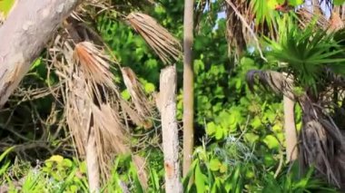 Yucatan ağaçkakanı kuşu kırmızı başlı Playa del Carmen Quintana Roo Meksika 'da ağaç gövdesinde matkap kullanıyor..