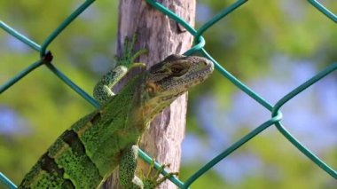 Karayip yeşil iguana kertenkele kertenkele kertenkele iguanaları Playa del Carmen Quintana Roo Meksika 'da bir çitin üzerinde.