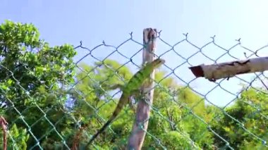 Karayip yeşili iguana kertenkele kertenkele kertenkele kertenkele iguanaları Playa del Carmen Quintana Roo Meksika 'da bir çit borusunda saklı..