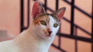 Beyaz kedi etrafa bakıyor Playa del Carmen Mexico 'da yere bakıyor..