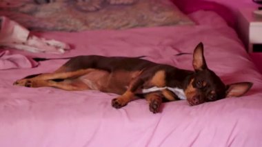 Meksikalı kahverengi Rus oyuncak teriyer köpeği yorgun ve uyurken Playa del Carmen Meksika 'da yatağında yatıyor..