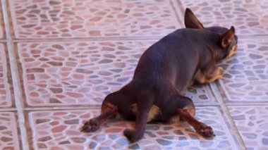 Meksikalı kahverengi Rus oyuncak teriyer köpeği yorgun ve uyurken Playa del Carmen Meksika 'nın zemin katında yatıyor..