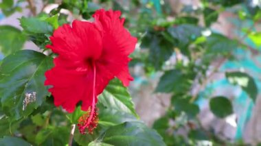 Kırmızı güzel amber çiçeği çiçekleri Playa del Carmen Meksika 'daki çalı ağacı.