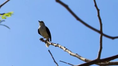 Gri Kingbird beyaz sinekkapan sinek avcısı Karayip doğasında tropik kuşları Playa del Carmen Quintana Roo Meksika 'da mavi gökyüzü dalında.