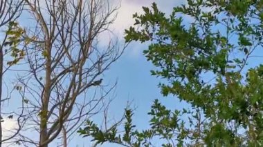 Playa del Carmen Quintana Roo Meksika 'da ağaçların tepesindeki Chachalaca kuşları.