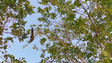 Playa del Carmen Quintana Roo Meksika 'da ağaçların tepesindeki Chachalaca kuşları.