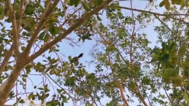 Playa del Carmen Quintana Roo Meksika 'da ağaçların tepesindeki Chachalaca kuşları.