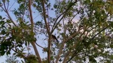 Playa del Carmen Quintana Roo Meksika 'da ağaçların tepesindeki Chachalaca kuşları.