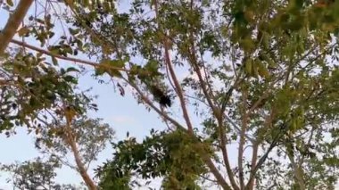 Playa del Carmen Quintana Roo Meksika 'da ağaçların tepesindeki Chachalaca kuşları.