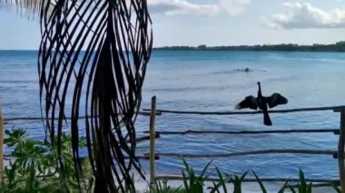 Anhinga kuşu Playa del Carmen Quintana Roo Meksika 'da çitlere kanat çırpar..