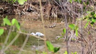Büyük balıkçıl, Playa del Carmen Quintana Roo Mexico 'daki tropikal gölette avlanıyor..