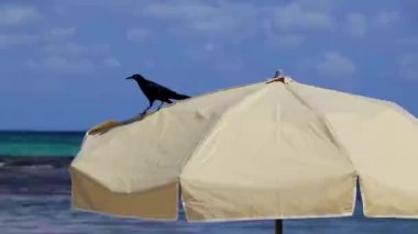 Büyük kuyruklu Grackle kuşu, Playa del Carmen Quintana Roo Meksika 'daki Karayip tropikal doğasında güneş gölgesi şemsiyesinin üzerinde oturur..