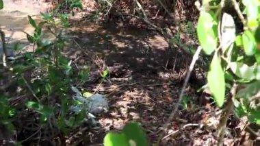 Playa del Carmen Quintana Roo Meksika 'da tropik mangrov ormanı nehir gölü.