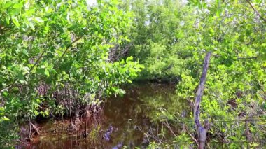 Playa del Carmen Quintana Roo Meksika 'da tropik mangrov ormanı nehir gölü.