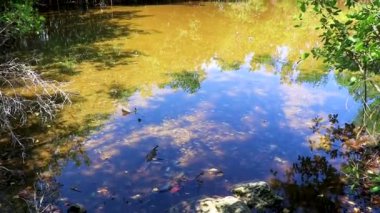 Playa del Carmen Quintana Roo Meksika 'da tropik mangrov ormanı nehir gölü.