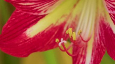 Kırmızı ve sarı çiçekler çiçek açar ve bitkiler tropik bahçe ormanlarında ve Playa del Carmen Quintana Roo Meksika 'da doğada yetişir..