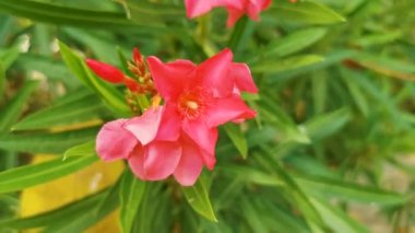 Pembe mor ve kırmızı çiçekler çiçek açar ve tropikal bahçe ormanlarında bitkiler ve Playa del Carmen Quintana Roo Meksika 'da doğa.