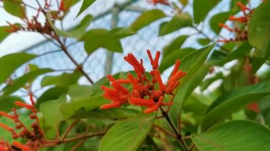 Pembe mor ve kırmızı çiçekler çiçek açar ve tropikal bahçe ormanlarında bitkiler ve Playa del Carmen Quintana Roo Meksika 'da doğa.