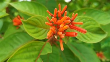 Pembe mor ve kırmızı çiçekler çiçek açar ve tropikal bahçe ormanlarında bitkiler ve Playa del Carmen Quintana Roo Meksika 'da doğa.