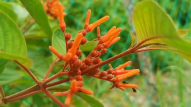 Pembe mor ve kırmızı çiçekler çiçek açar ve tropikal bahçe ormanlarında bitkiler ve Playa del Carmen Quintana Roo Meksika 'da doğa.