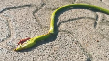 Playa del Carmen Quintana Roo Meksika yolunda yeşil turkuaz tropikal yılan ezildi ve öldü..