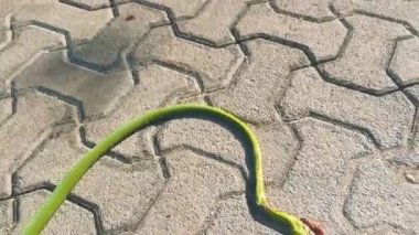 Playa del Carmen Quintana Roo Meksika yolunda yeşil turkuaz tropikal yılan ezildi ve öldü..