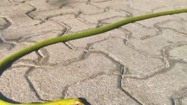 Playa del Carmen Quintana Roo Meksika yolunda yeşil turkuaz tropikal yılan ezildi ve öldü..