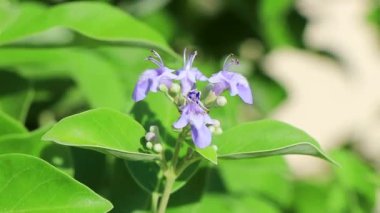 Playa del Carmen Quintana Roo Meksika 'da güzel küçük tropikal mor çiçekler ve çiçekler.