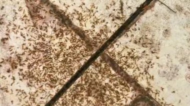 Playa del Carmen Quintana Roo Meksika 'da asfalt zemin ve zemin üzerinde sürünen tropik karıncalar.